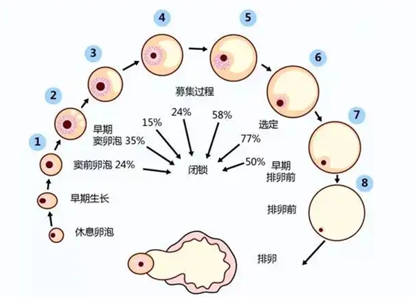 17447916719026.jpg wps18.jpg