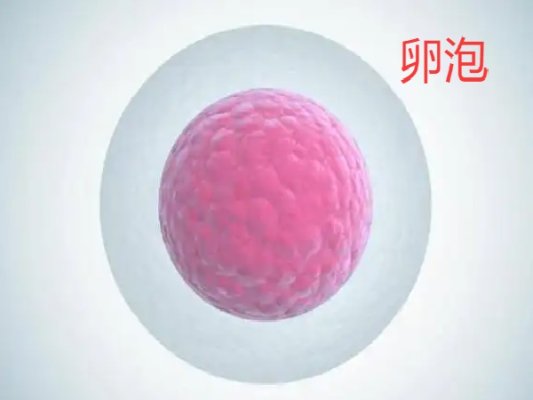 想要养好卵泡需要从平时的生活习惯开始